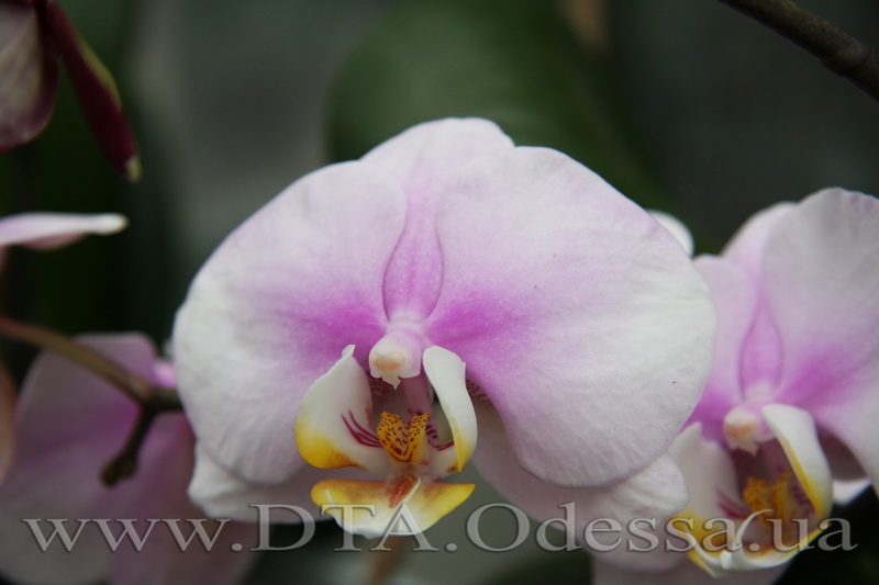 Phalaenopsis, Maki Watanabe 'Bedford-Wickford' AM AOS