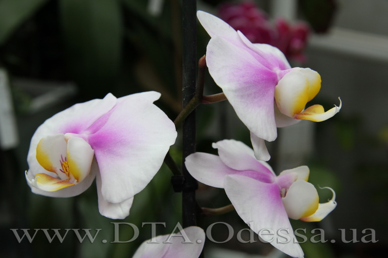 Phalaenopsis, Maki Watanabe 'Bedford-Wickford' AM AOS