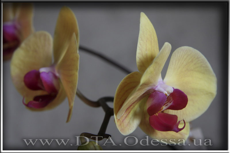 Phalaenopsis 'Solid Gold'