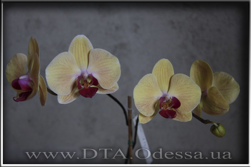 Phalaenopsis 'Solid Gold'