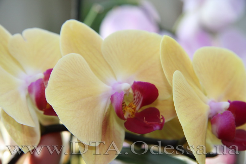 Phalaenopsis 'Solid Gold'