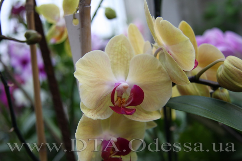 Phalaenopsis 'Solid Gold'