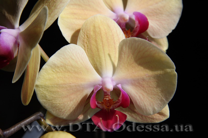 Phalaenopsis 'Solid Gold'