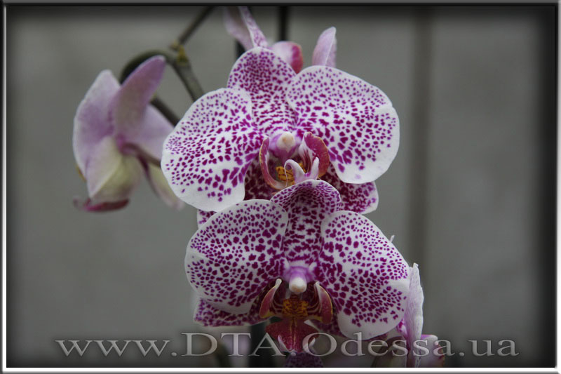 Phalaenopsis, orchid Dtps.Acker’ s Sweetie 'Dragon Tree Maple'” title=