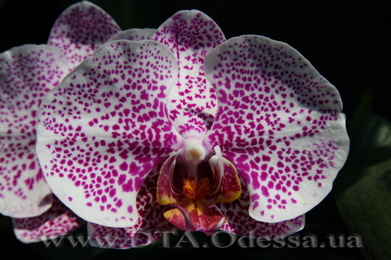 Phalaenopsis, orchid Dtps.Acker’ s Sweetie 'Dragon Tree Maple'” title=