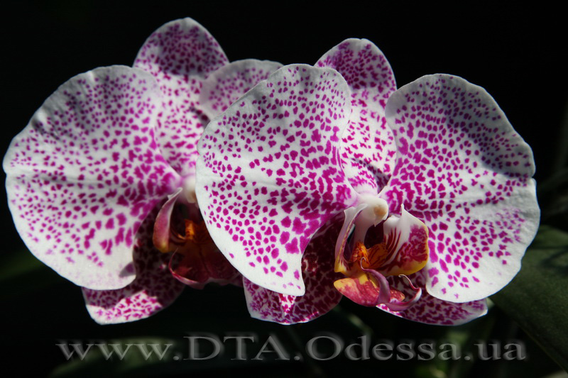 Phalaenopsis, orchid Dtps.Acker’ s Sweetie 'Dragon Tree Maple'” title=