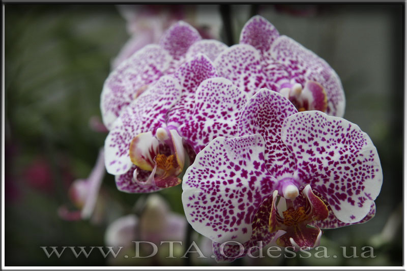 Phalaenopsis, orchid Dtps.Acker’ s Sweetie 'Dragon Tree Maple'” title=