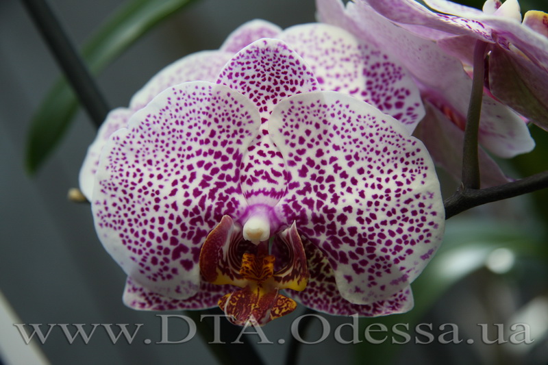 Phalaenopsis, orchid Dtps.Acker’ s Sweetie 'Dragon Tree Maple'” title=