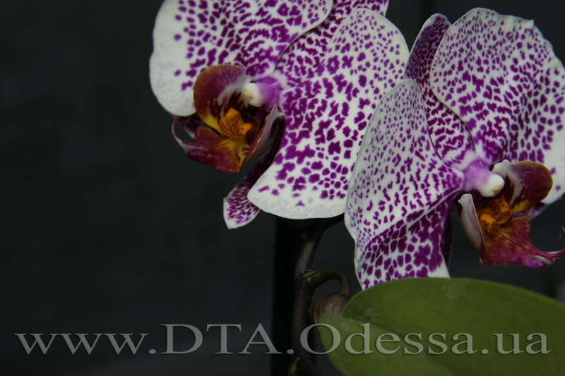 Phalaenopsis, orchid Dtps.Acker’ s Sweetie 'Dragon Tree Maple'” title=