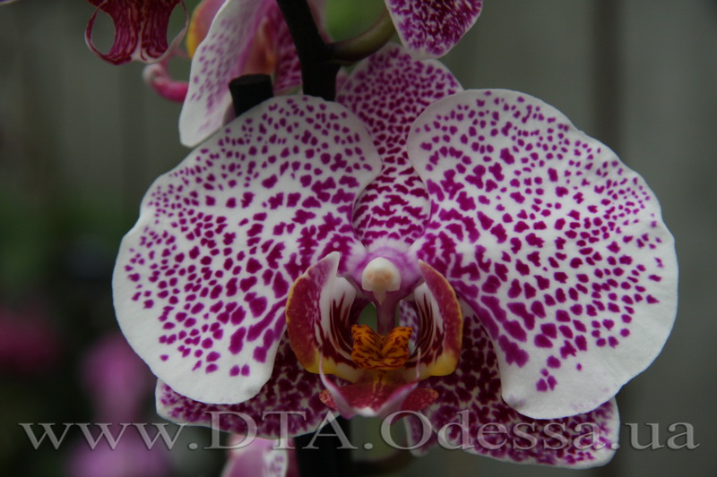 Phalaenopsis, orchid Dtps.Acker’ s Sweetie 'Dragon Tree Maple'” title=