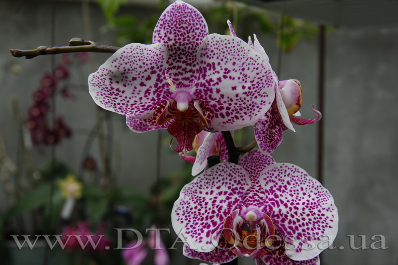 Phalaenopsis, orchid Dtps.Acker’ s Sweetie 'Dragon Tree Maple'” title=