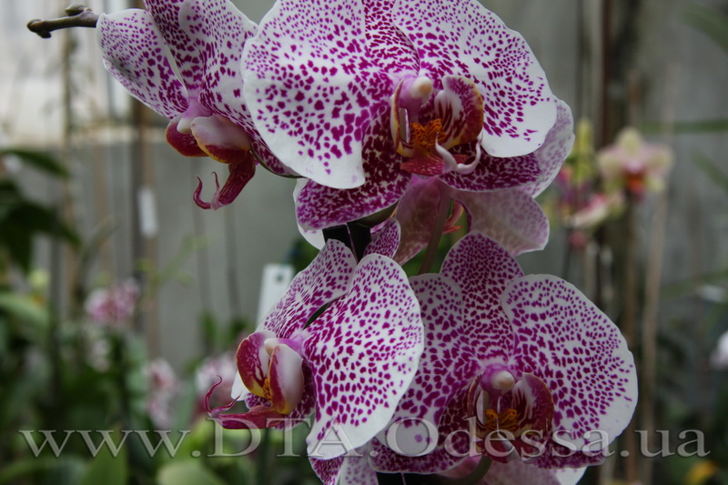 Phalaenopsis, orchid Dtps.Acker’ s Sweetie 'Dragon Tree Maple'” title=