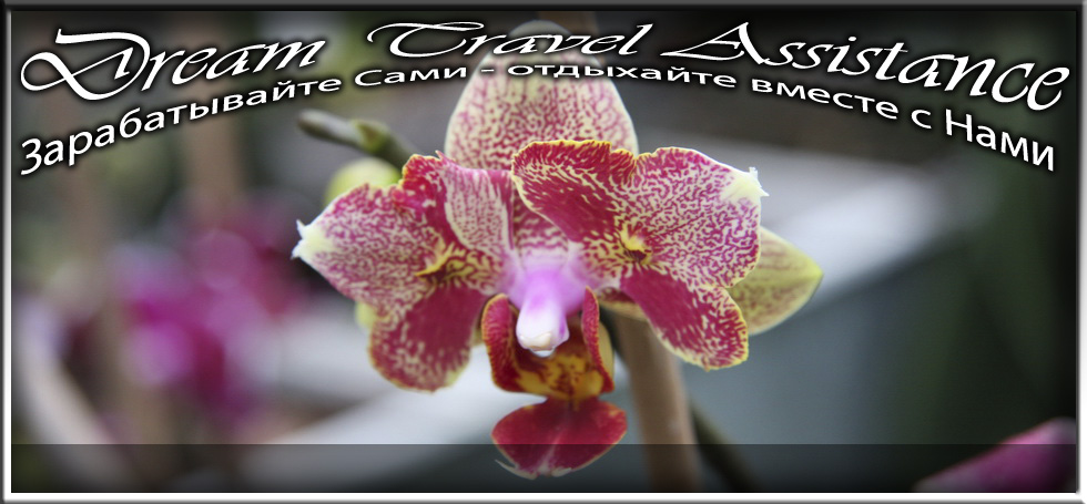 Phalaenopsis, Unknown Hibrid, id20 из частной коллекции на сайте любителей путешествовать www.dta.odessa.ua