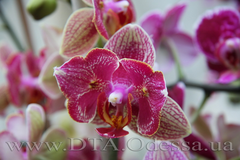 Phalaenopsis, Unknown Hibrid