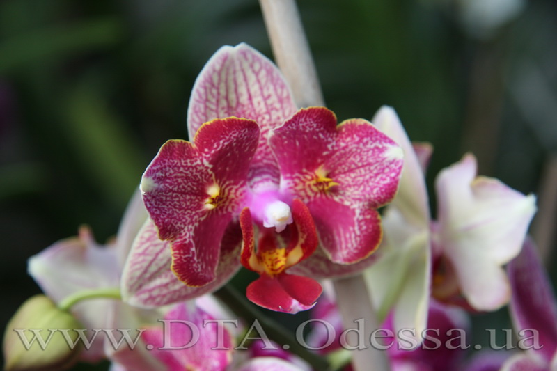 Phalaenopsis, Unknown Hibrid