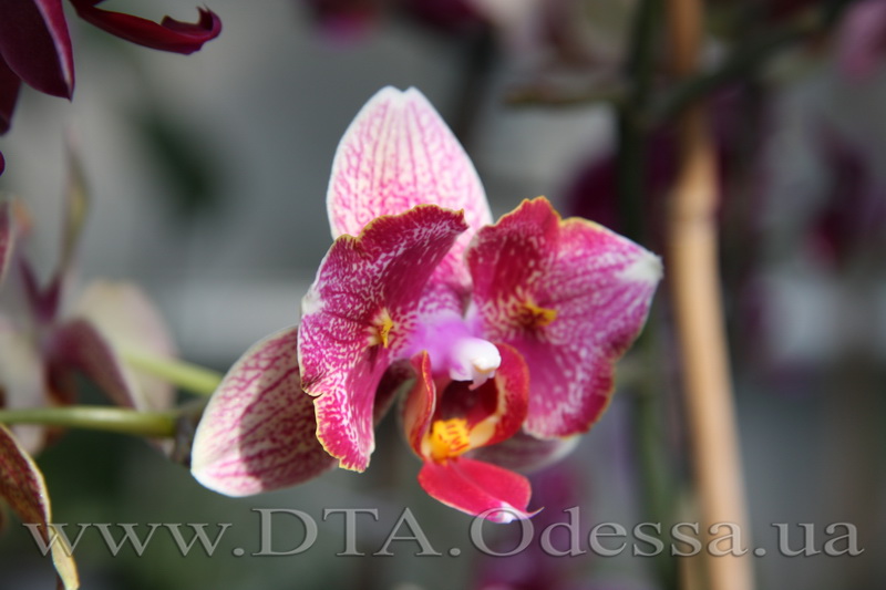 Phalaenopsis, Unknown Hibrid