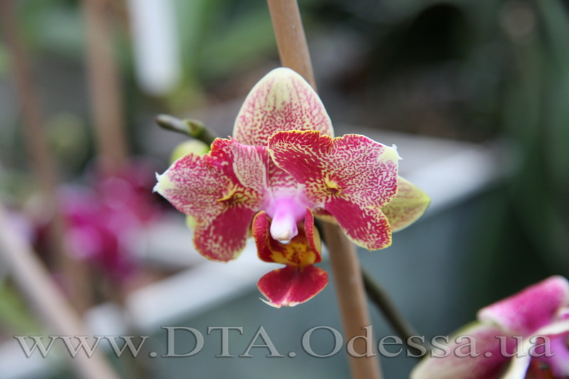 Phalaenopsis, Unknown Hibrid