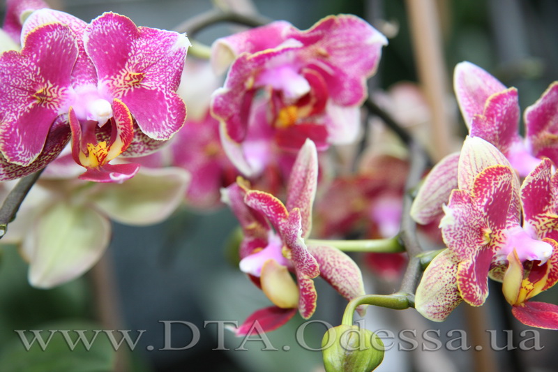 Phalaenopsis, Unknown Hibrid