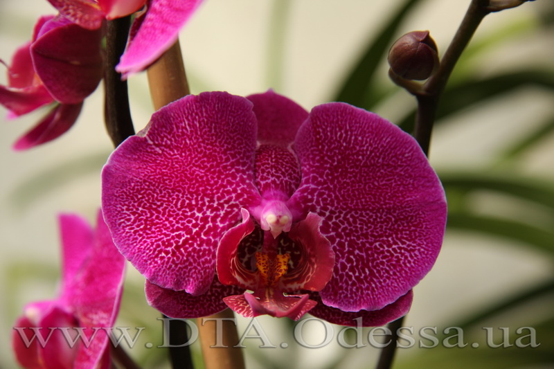 Phalaenopsis, Unknown Hibrid