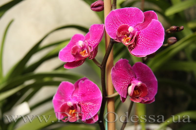 Phalaenopsis, Unknown Hibrid