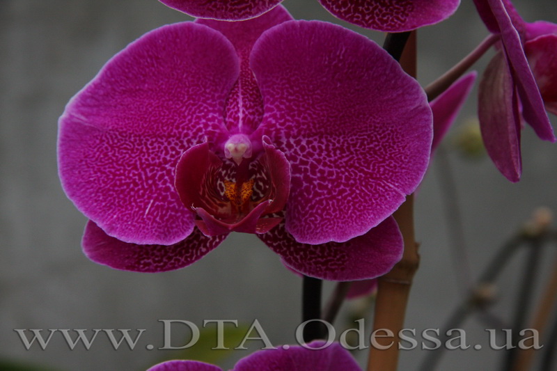 Phalaenopsis, Unknown Hibrid