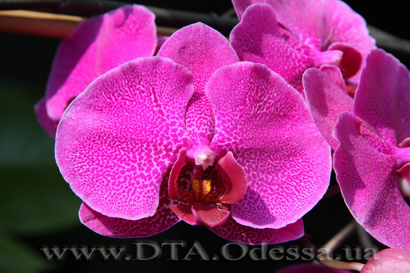 Phalaenopsis, Unknown Hibrid