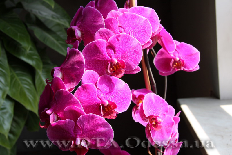 Phalaenopsis, Unknown Hibrid