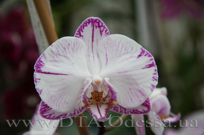 Phalaenopsis 'Mincho Princess'