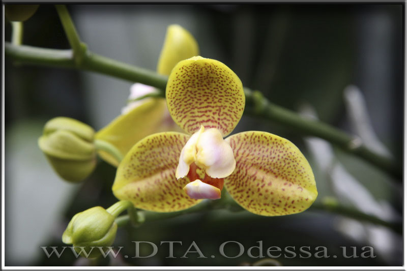 Phalaenopsis, Unknown Hibrid