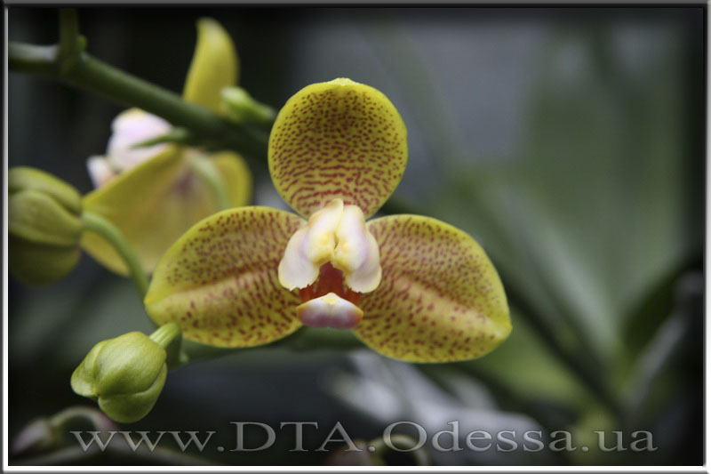 Phalaenopsis, Unknown Hibrid