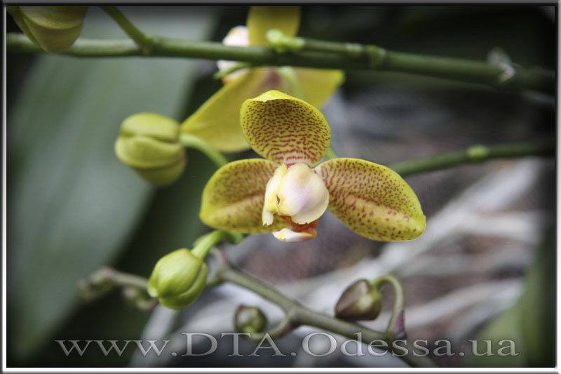 Phalaenopsis, Unknown Hibrid