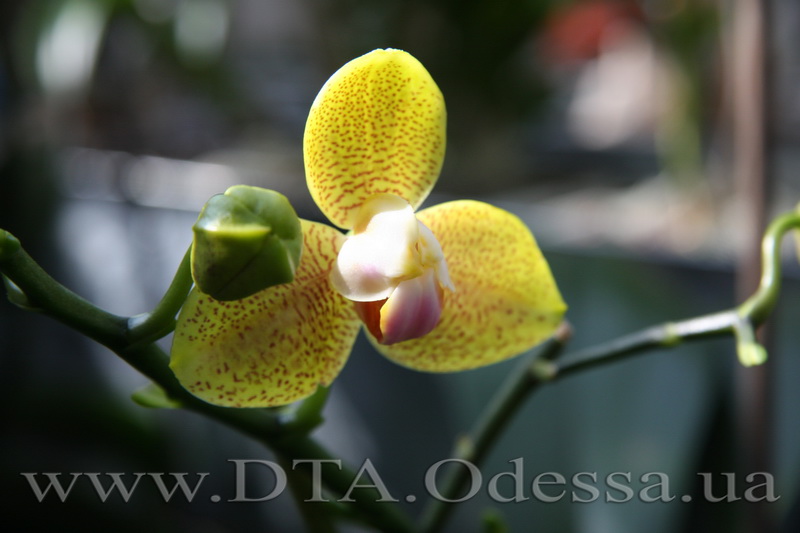 Phalaenopsis, Unknown Hibrid