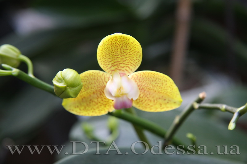 Phalaenopsis, Unknown Hibrid