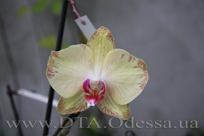 Phalaenopsis, Unknown Hibrid