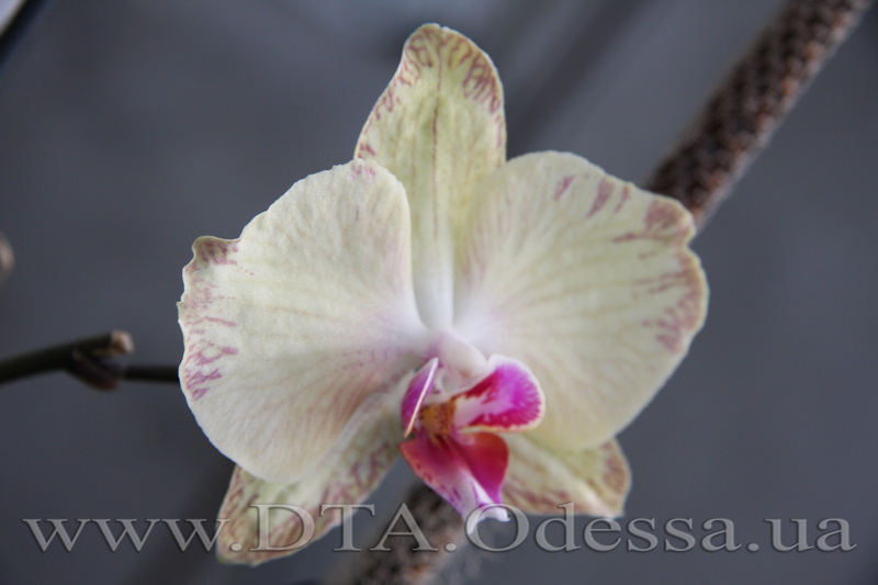 Phalaenopsis, Unknown Hibrid