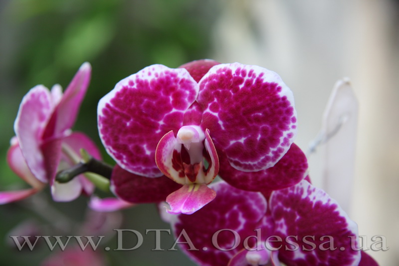 Phalaenopsis, King David