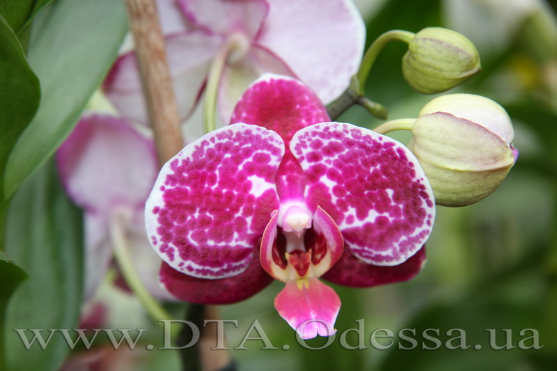 Phalaenopsis, King David