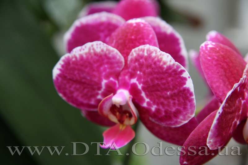 Phalaenopsis, King David