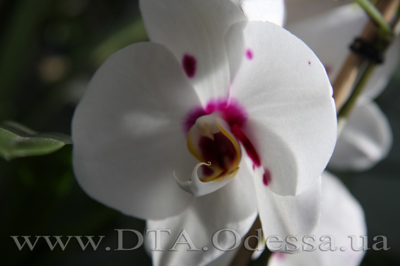 Phalaenopsis, Unknown Hibrid