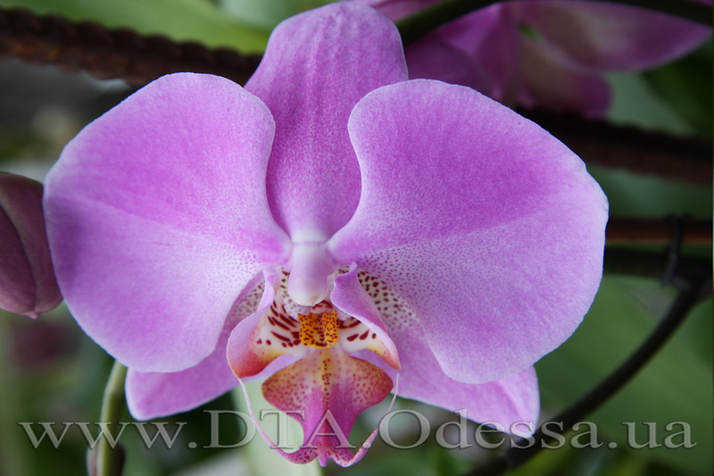 Phalaenopsis, Unknown Hibrid