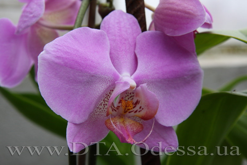 Phalaenopsis, Unknown Hibrid