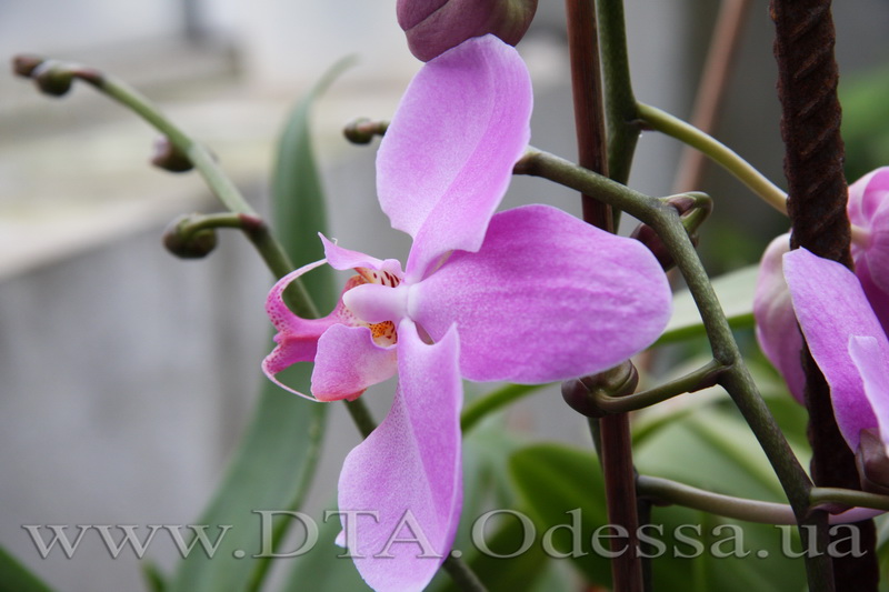 Phalaenopsis, Unknown Hibrid