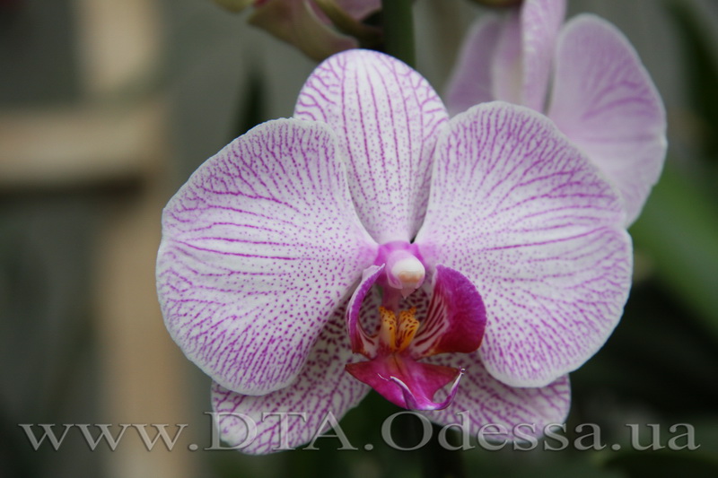 Phalaenopsis, 'Shanghai'