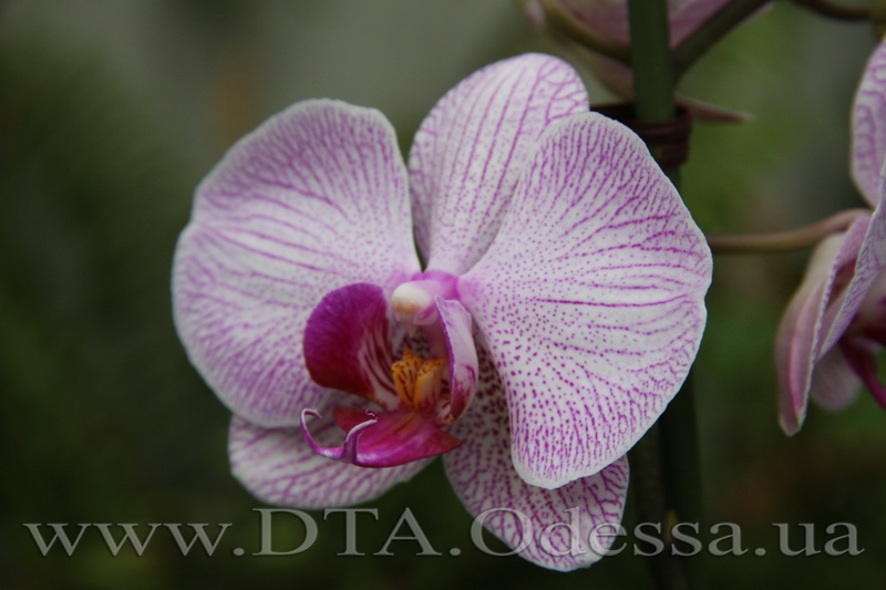 Phalaenopsis, 'Shanghai'