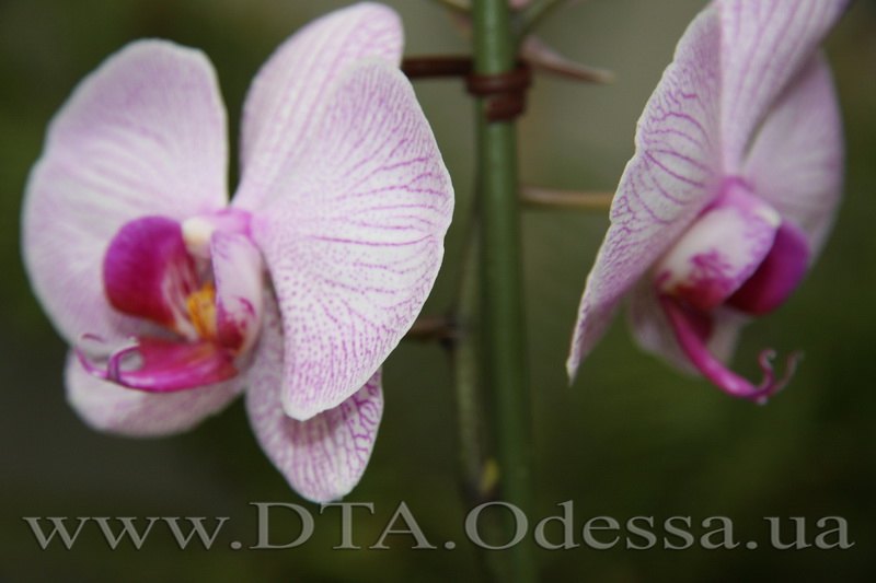 Phalaenopsis, 'Shanghai'