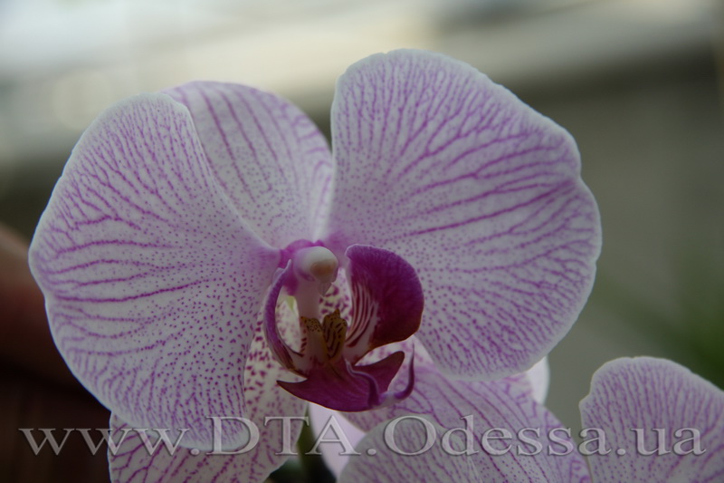 Phalaenopsis, 'Shanghai'