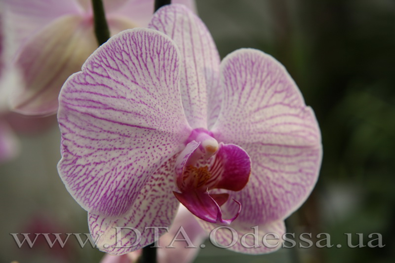 Phalaenopsis, 'Shanghai'