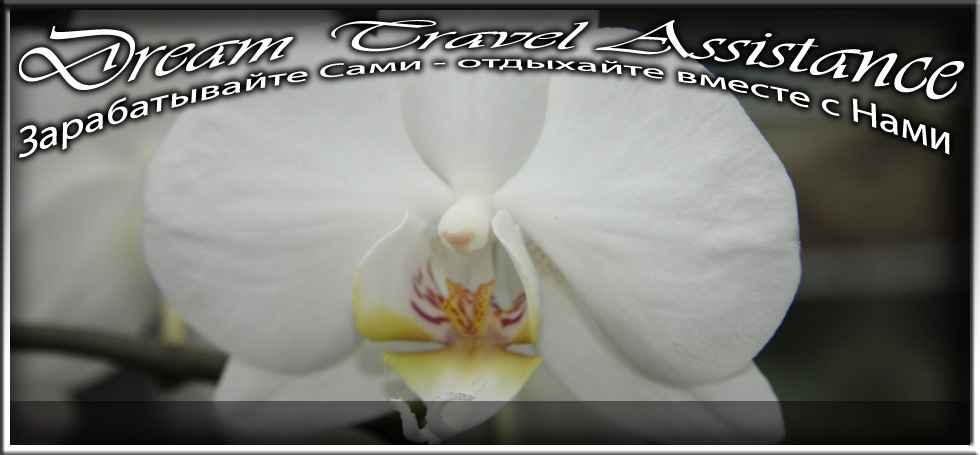 Phalaenopsis, Phalaenopsis 