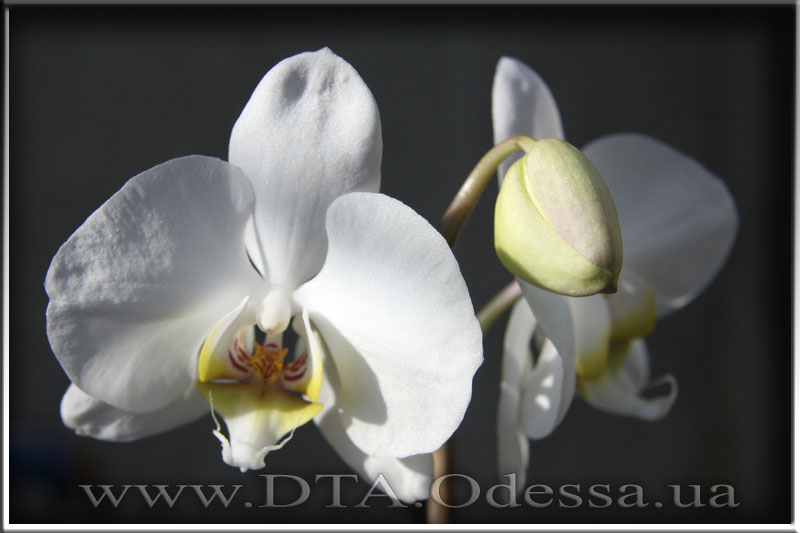 Phalaenopsis 'Taisuco Swan'