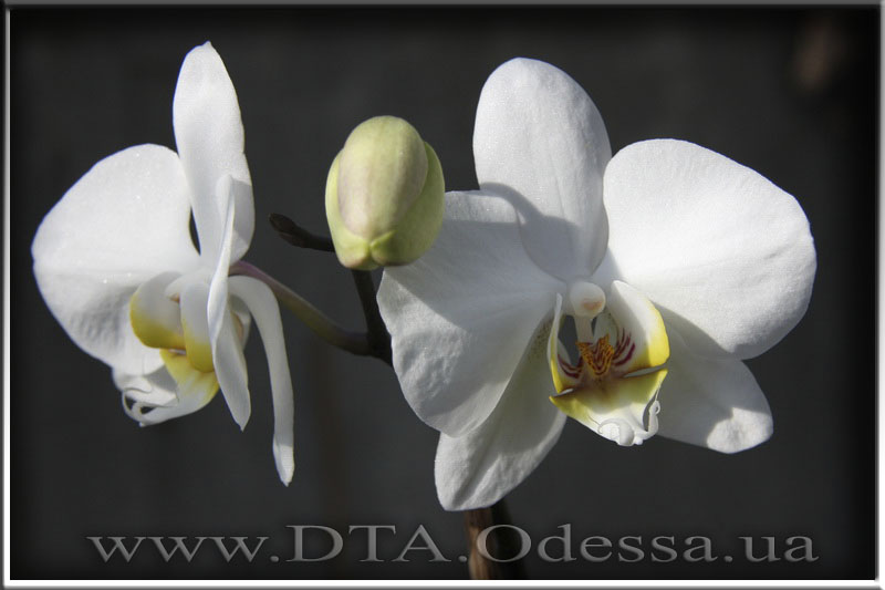Phalaenopsis 'Taisuco Swan'